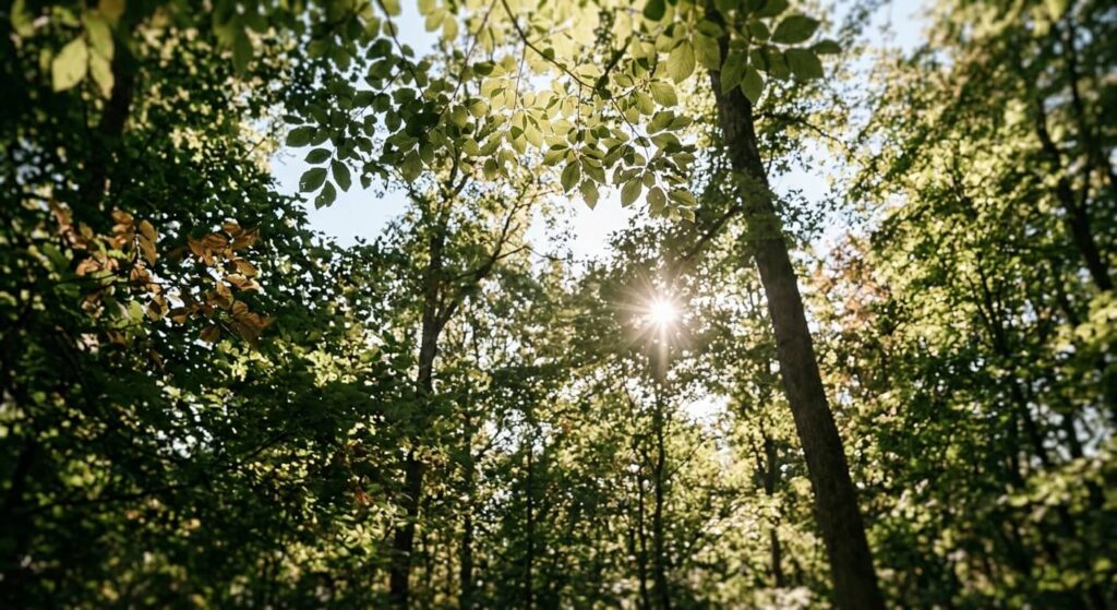 Sonnenlicht fällt durch ein grünes Blätterdach – Glimmer-Moment im Alltag für das Nervensystem